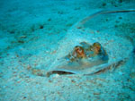 Blue spotted stingray - East Of Eden - Similand Island - Thailand - Feb 2009