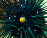 Black Diadema Sea Urchin - Anemone Reef - Thailand - Feb 2009