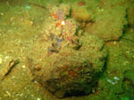 Devil Scorpionfish- Boonsung wreck - Thailand - Feb 2009
