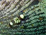 Shrimp on Anemone - Boonsung Wreck - Thailand - Feb 2009