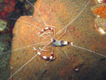 Coral Banded Cleaner Shrimp - Similan Island - Thailand - Feb 2009