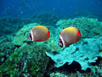 Red Tailed Butterflyfish - Koh Bon - Thailand - February 2009