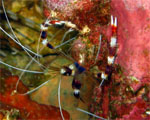 Coral Banded Cleaner Shrimp - Koh Doc Mai - Thailand -