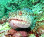 Lizard Fish January 2012 Thailand Shark Point