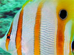 Butterfly Fish Close Up - Thailand Koh Phi Phi January 2012