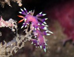 Flabellina sp. - Koh doc May - South Thailand - January 2012