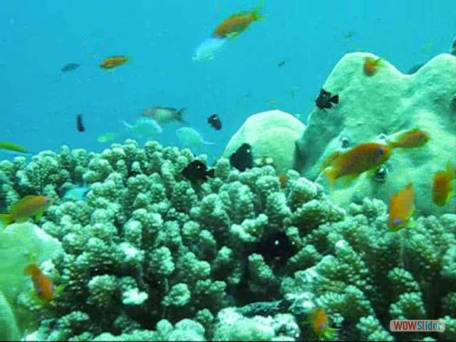 reef color