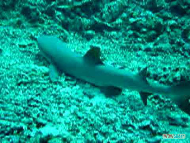 black tip