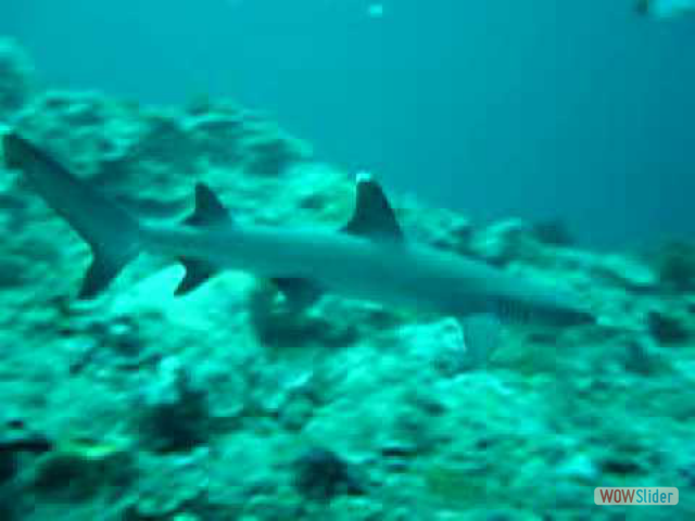 White Tip 