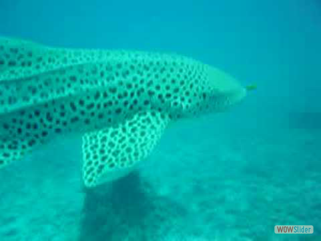 leopard shark