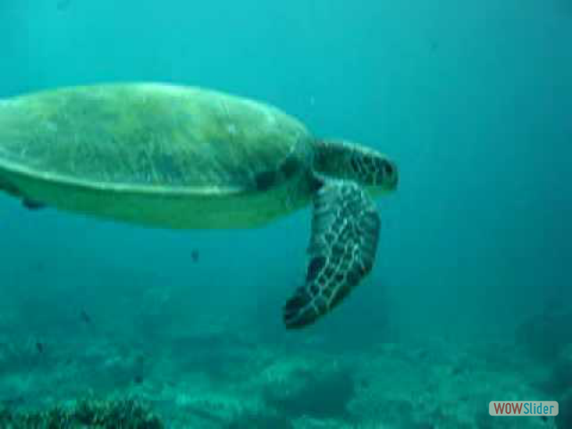 turtle