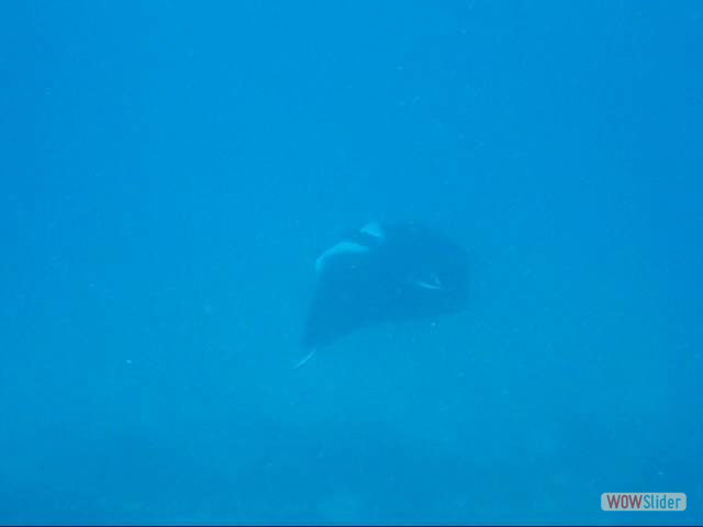 manta3