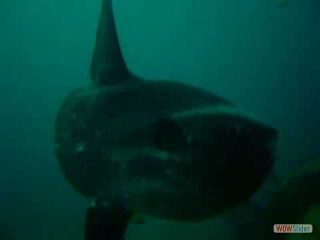 mola mola - pesce luna