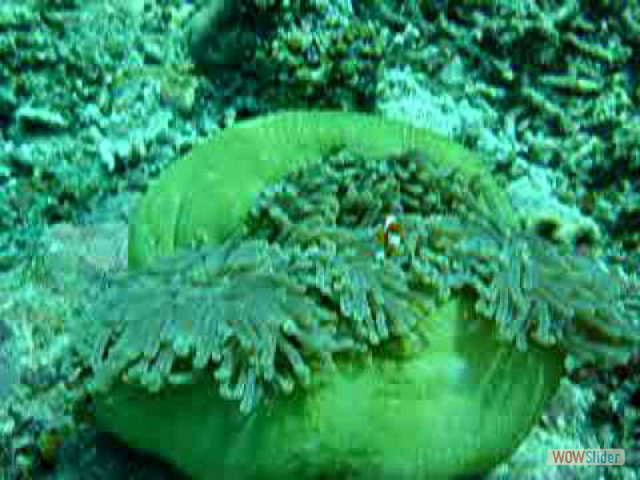 Anemone