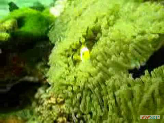 reef