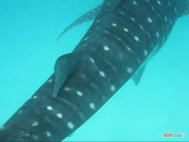 whaleshark