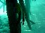 Bat fish
