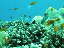 reef color