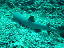 black tip