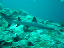 White Tip 