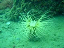 Ceriantus