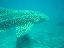 leopard shark
