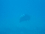 manta3