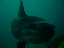 mola mola - pesce luna