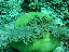 Anemone