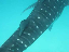 whaleshark