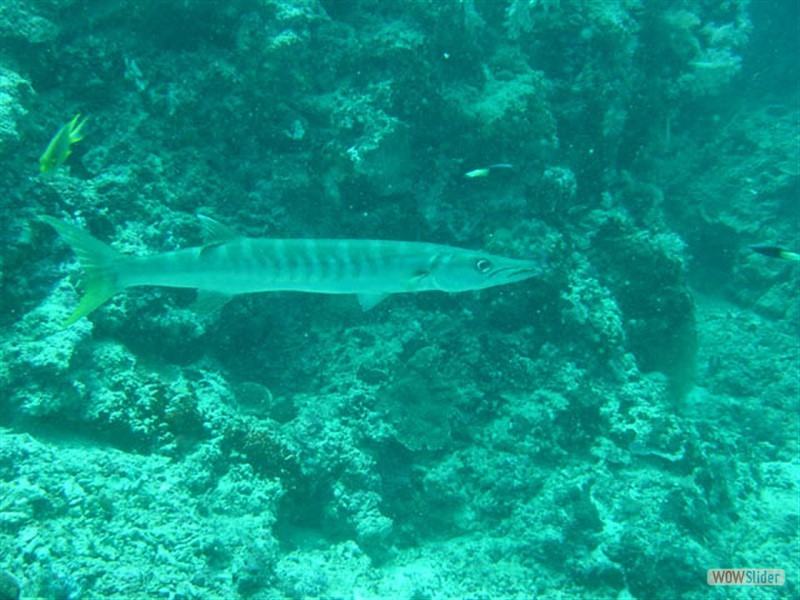 Barracuda Sipadan Island - Malaysia