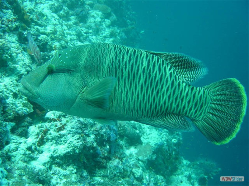 Napoleon Fish Sipadan Island - Malaysia