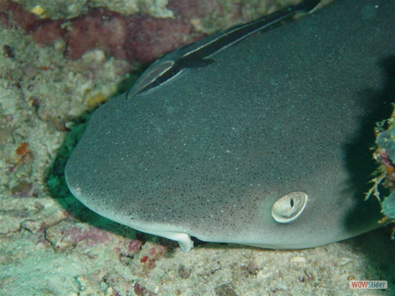 Nurse Shark Sipadan Island - Malaysia