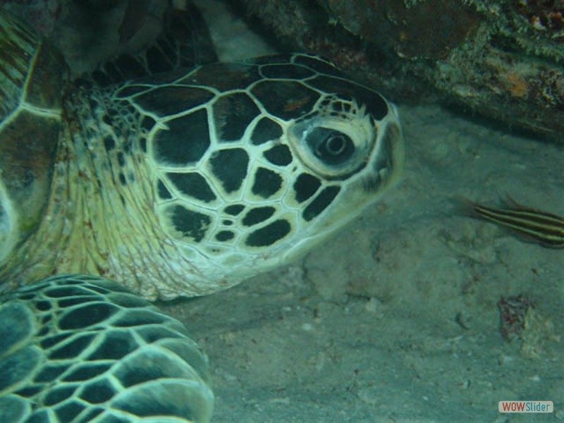 Turtle Sipadan Island - Malaysia