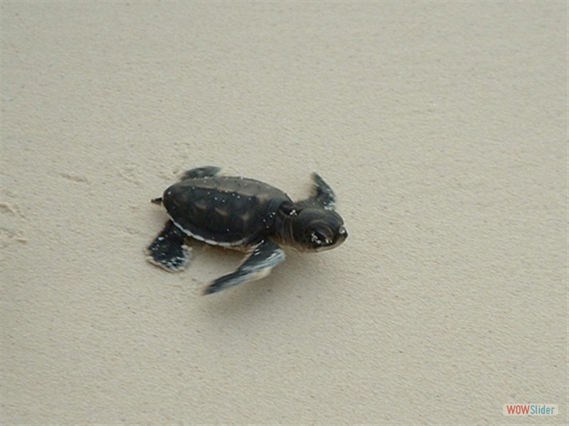 Baby Turtle reach the sea -  Sipadan Island - Malaysia