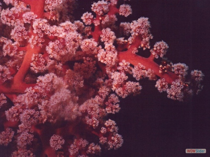 Soft Coral - Sipadan Island - Malaysia