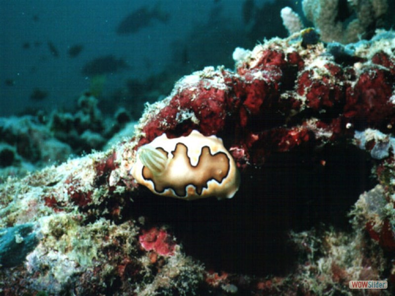 Nudibranch sp. - Sipadan Island - Malaysia