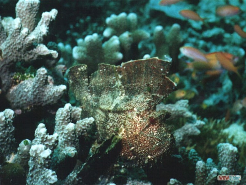 Leaf Fish - Sipadan Island - Malaysia