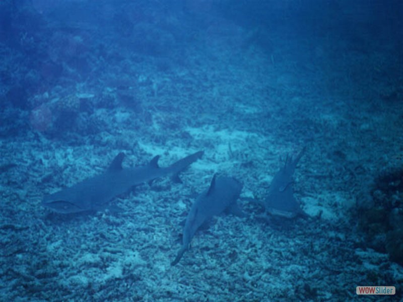 Sharks resting on the sandy bottom Sipadan Island - Malaysia