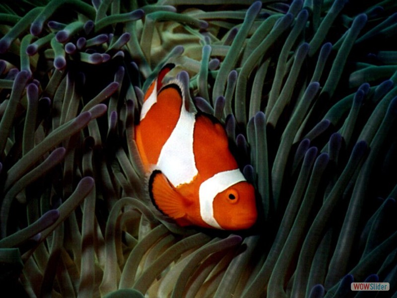 Anemone fish Leaf Fish - Sipadan Island - Malaysia