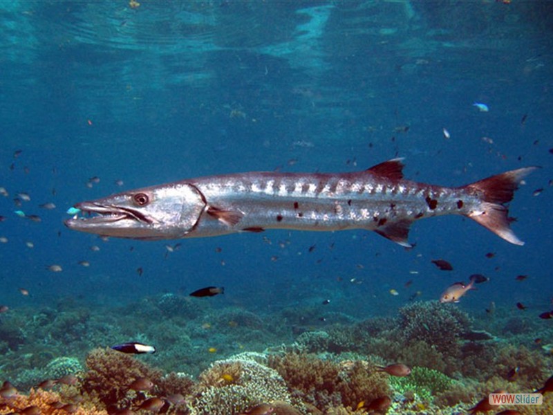 Big Barracuda - Sipadan Island - Malaysia