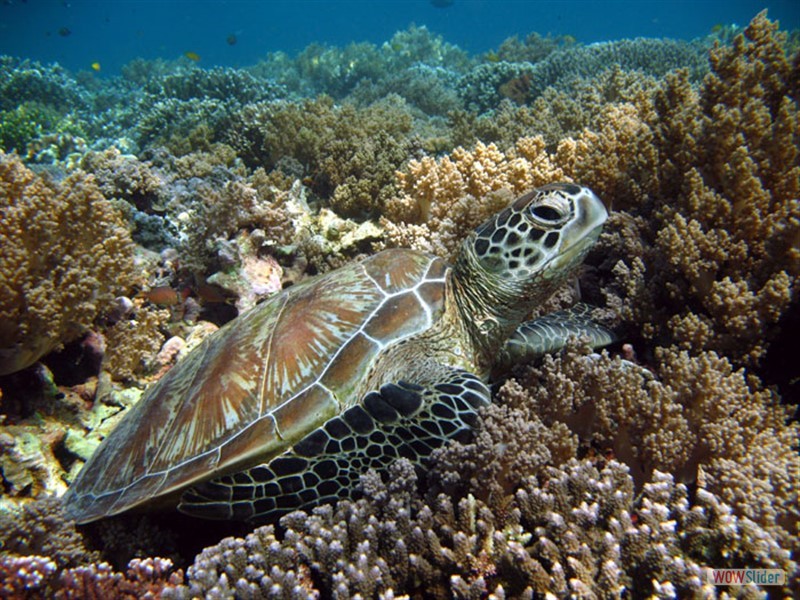 Turtle - Sipadan Island - Malaysia