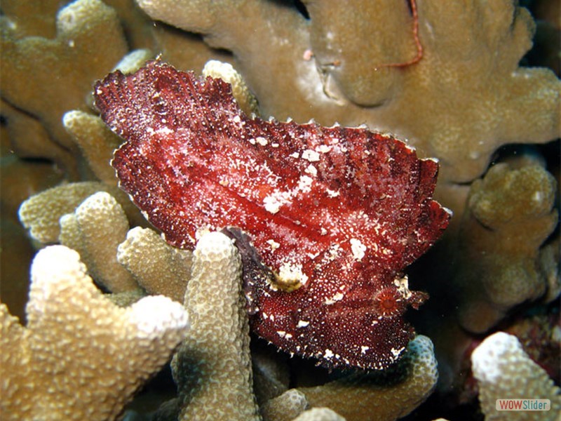 Leaf Fish - Sipadan Island - Malaysia