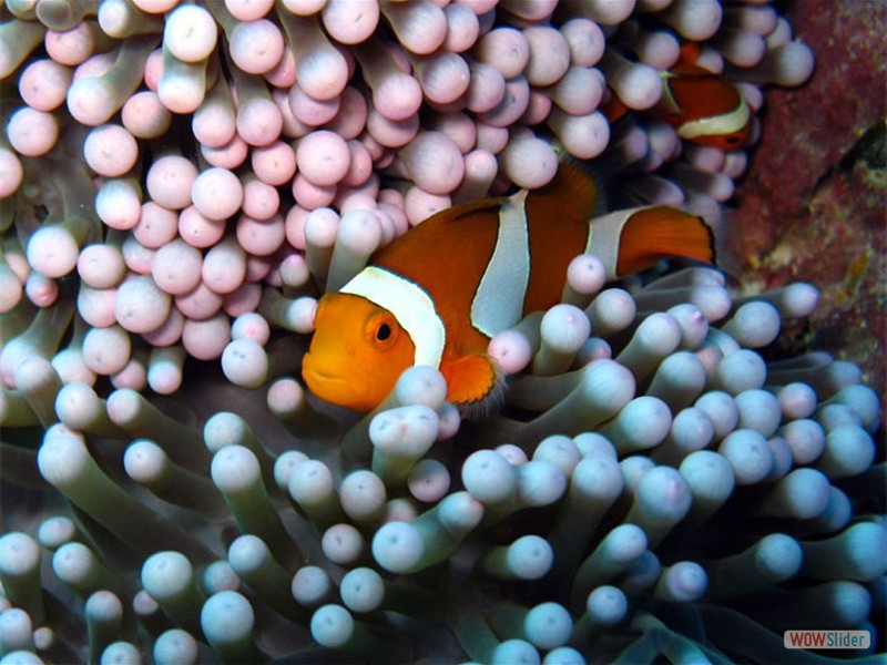 Anemone Fish - Sipadan Island - Malaysia