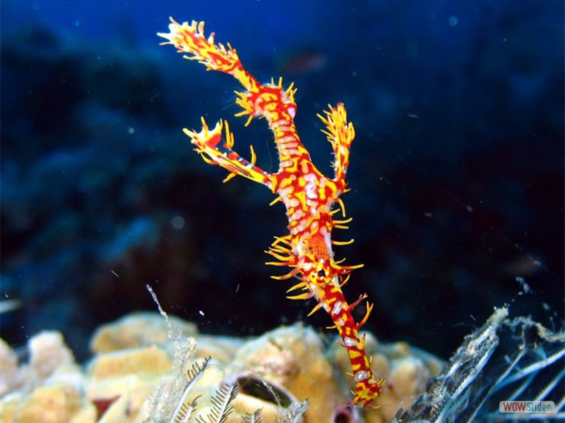 Ghost Pipefish -  Sipadan Island - Malaysia