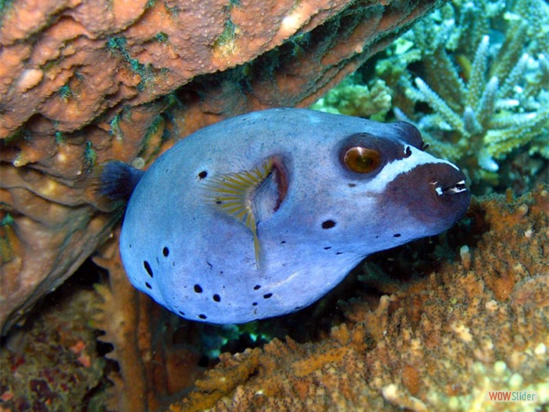Boxfish  - Sipadan Island - Malaysia