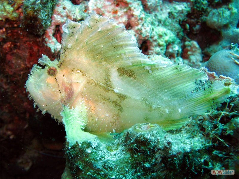 Leaf Fish - Sipadan Island - Malaysia