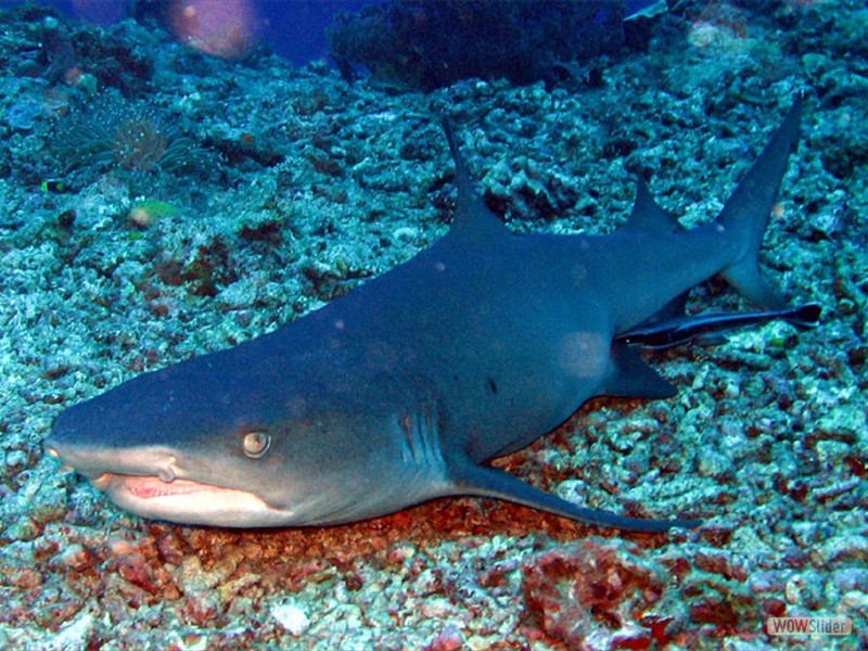 Shark - Sipadan Island - Malaysia