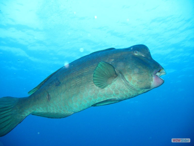 Bumpedhead Parrotfish - Sipadan Island - Malaysia