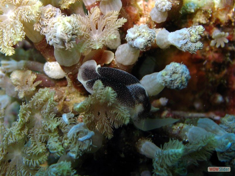 Nudibranch sp. - Sipadan Island - Malaysia